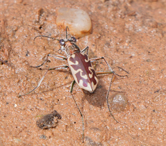 Ellipsoptera