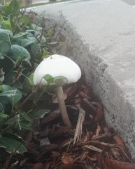 Chlorophyllum molybdites image