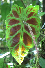 Philodendron verrucosum