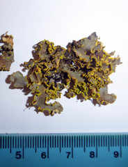 Pseudocyphellaria aurata image