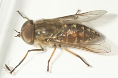Tabanus autumnalis