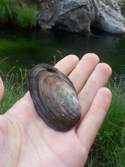 Anodonta nuttalliana