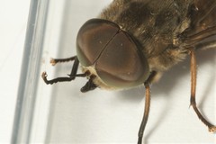 Tabanus autumnalis