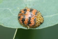 Paropsis obsoleta