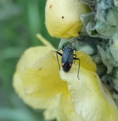 Closterotomus cinctipes