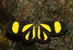 Cyllopoda claudicula