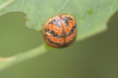 Paropsis obsoleta