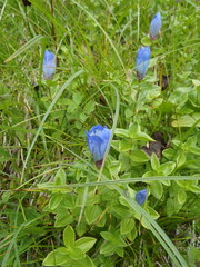 Gentiana platypetala