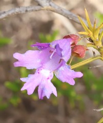 Hemiandra pungens