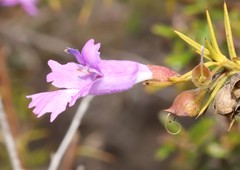 Hemiandra pungens