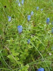 Gentiana platypetala