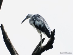 Egretta caerulea