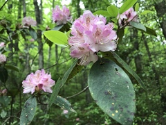 Rhododendron minus