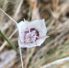 Calochortus elegans elegans