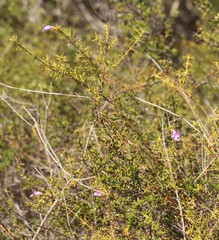 Hemiandra pungens