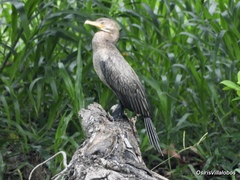 Nannopterum brasilianum