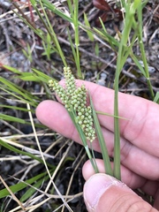 Carex garberi