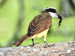 Pitangus sulphuratus