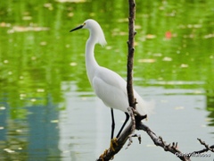 Egretta thula