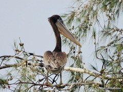 Pelecanus occidentalis