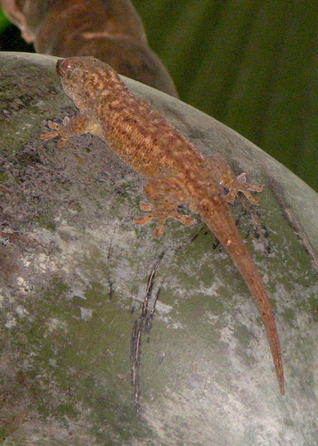 Seychelles Bronze-eyed Gecko