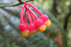 Psammisia flaviflora