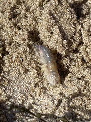 Megalorchestia corniculata