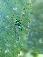 Condylostylus comatus