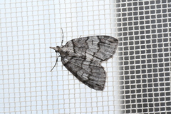 Hydriomena ruberata
