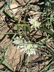 Allium brandegeei