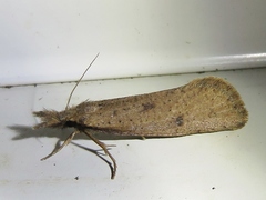 Acrolophus mortipennella