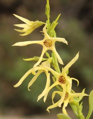 Anthocercis ilicifolia ilicifolia