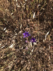 Brodiaea coronaria