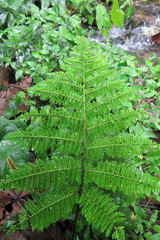 Diplazium divisissimum