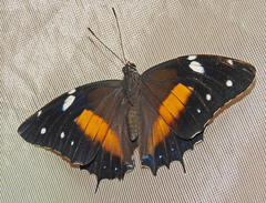 Baeotus deucalion