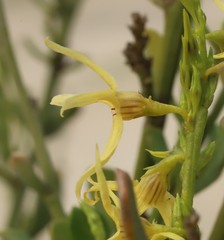 Anthocercis ilicifolia ilicifolia
