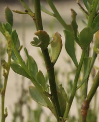 Anthocercis ilicifolia ilicifolia
