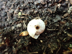 Oreohelix strigosa