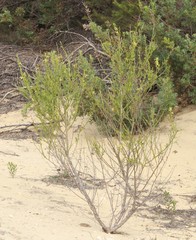 Anthocercis ilicifolia ilicifolia