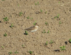 Alauda arvensis japonica