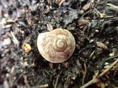 Oreohelix strigosa