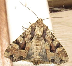 Apamea indocilis