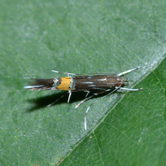 Cosmopterix lespedezae