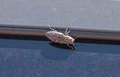 Chrysobothris octocola