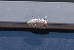 Chrysobothris octocola