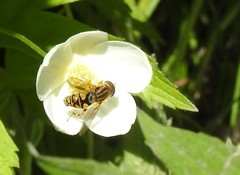 Parhelophilus laetus