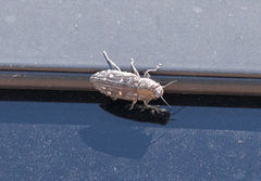 Chrysobothris octocola