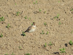 Alauda arvensis japonica