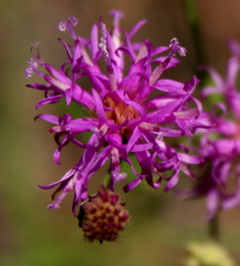 Vernonia texana