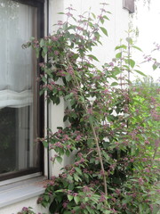 Callicarpa giraldii